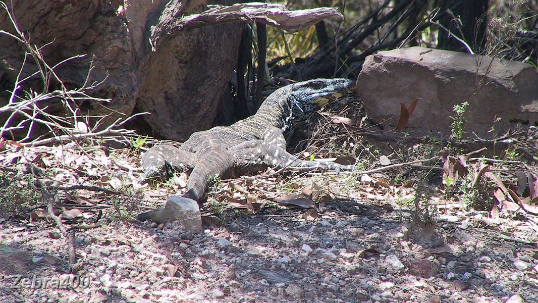 24-Goanna wary of Laurie driving past in Ben Boyd National Park.JPG